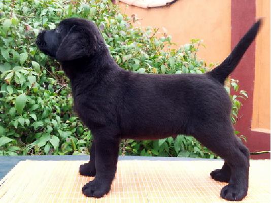 Beautiful labrador retriever puppies