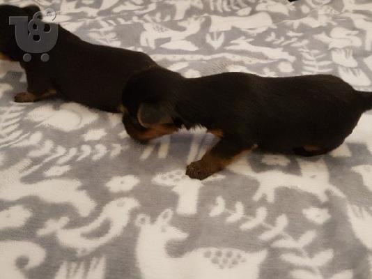 Yorkshire Terrier