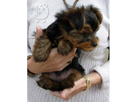 PoulaTo: Yorkshire Terrier Super Toy (€ 160.00 )