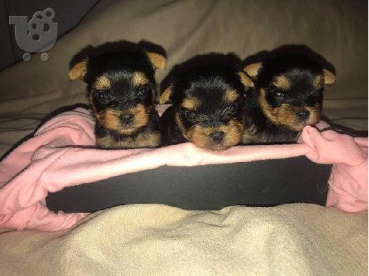 χαριτωμένα αρσενικά και θηλυκά κουτάβια Yorkie