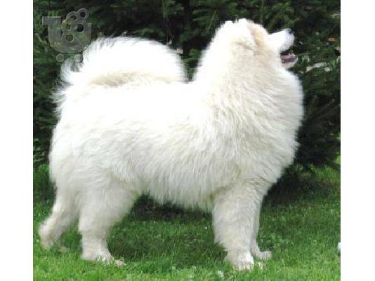 Samoyed puppies: Show-quality puppies from Champion parents.