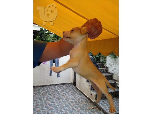 pitbull