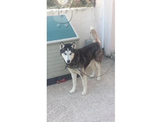 Husky