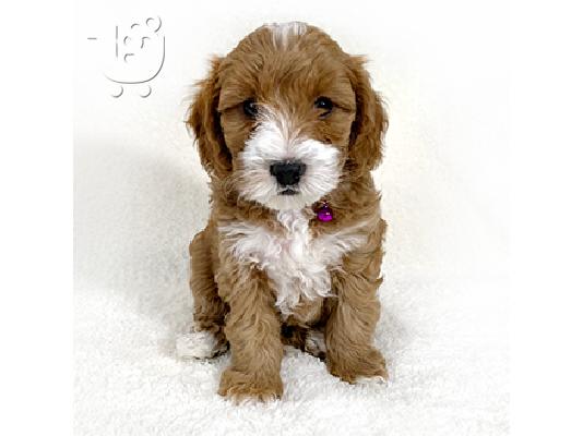 PoulaTo: κουτάβια Goldendoodle