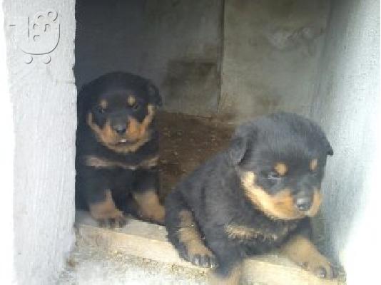 PoulaTo: Καθαρόαιμα κουτάβια Rottweiler