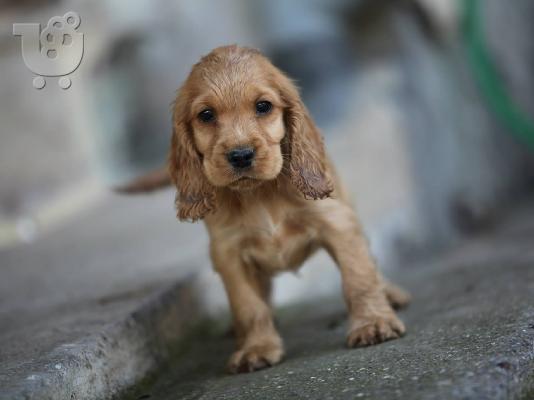 kocker spaniel