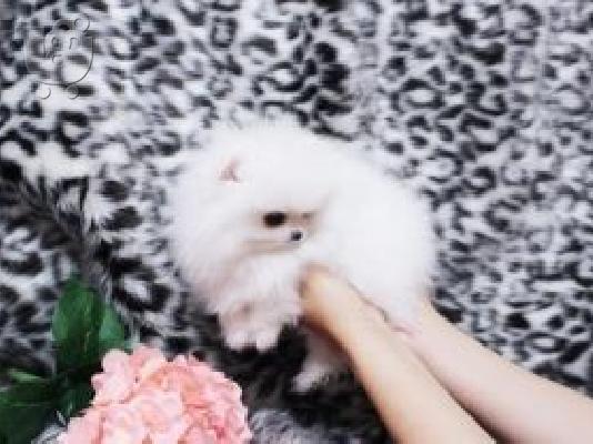 Αξιολάτρευτο κουτάβι Pomeranian που ψάχνει να στεγάσει...