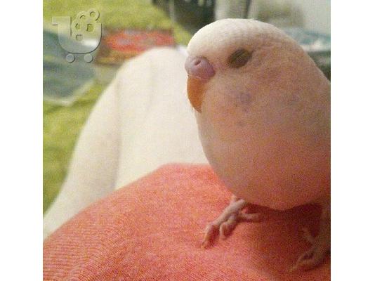 Πωλείται budgie 2 μηνών αρσενικό