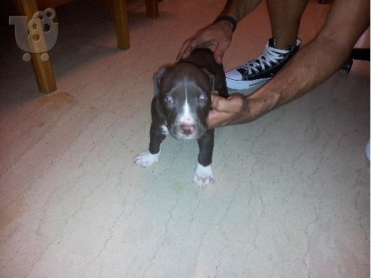 Pit bull