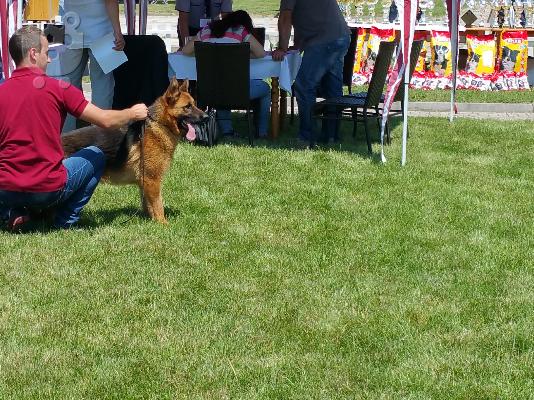 German Shepherd καθαροαιμα ΚΡΗΤΗ 6979314054
