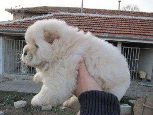 PoulaTo: Chow chow-Τσόου Τσόου