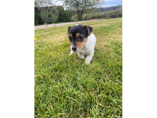Λατρευτά κουτάβια Jack Russell έτοιμα να πάνε