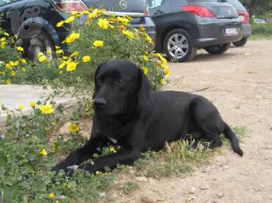 ΟΡΦΕΑΣ~Ημίαιμο λάμπραντορ,χωρίς οικογένεια