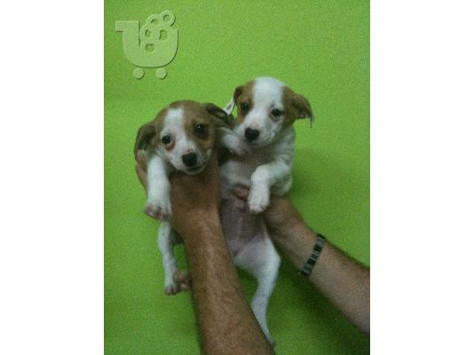 PoulaTo: JACK  RUSSEL Τεριέ Τζακ Ράσελ