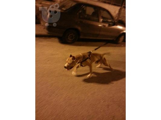 DINONTAI KOUTABIA PITBULL 100 EBRW !!!! LOGOU AMESIS APOXORISEIS STO EKSOTERIKO..!!!!!!!
