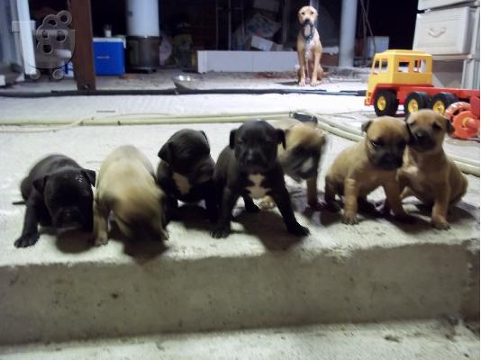AMERICAN PIT BULL