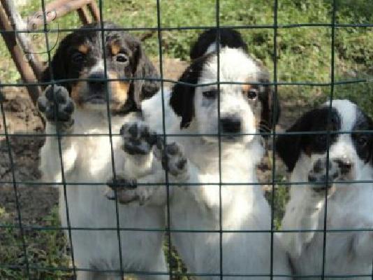 English Setter