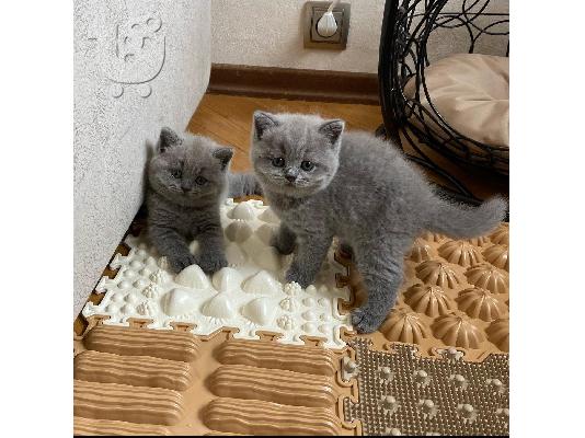 PoulaTo: lovely kittens for adoption