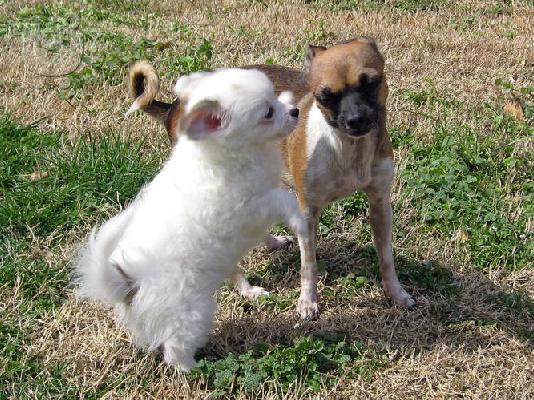 PoulaTo: Chihuahua νεογνά Κόλι Κόλι