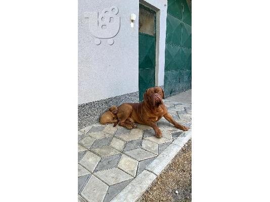 PoulaTo: Dogue de Bordeaux κουτάβια