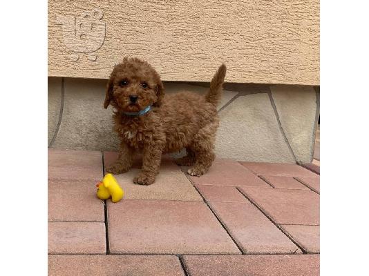 PoulaTo: Poodle apricot toy - Κανίς βερυκοκί τόι