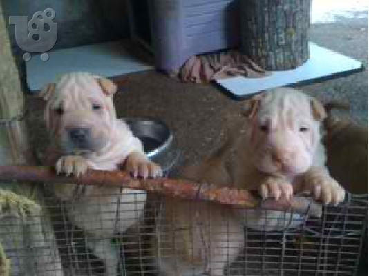 shar pei πωλουνται