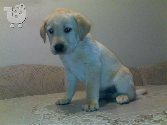 PoulaTo: Πωλουνται Labrador Ritrivier-180 euro