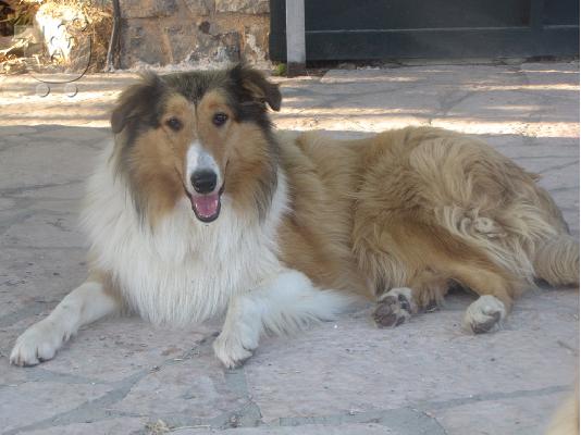 Collie βασιλικα κουτάβια 40 ημερών