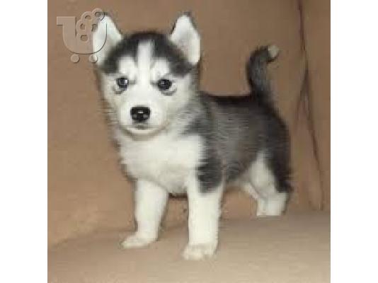 PoulaTo: Εξαιρετικά κουτάβια Husky Siberian