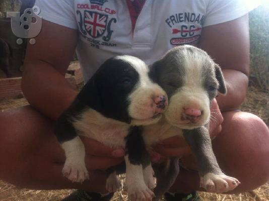 PoulaTo: pwlountai koutavia pitbull