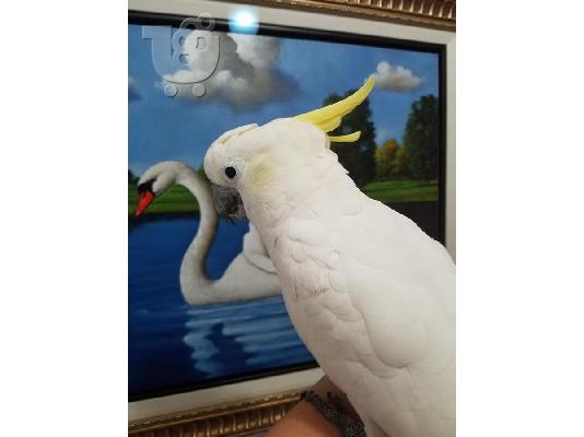 PoulaTo: Θείο-λοφιοφόρο cockatoo