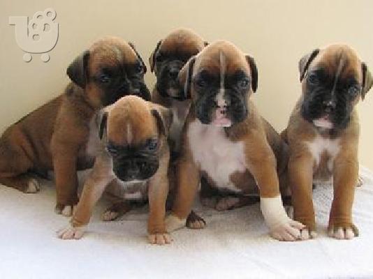 BOXER