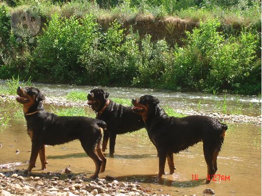 ROTTWEILER