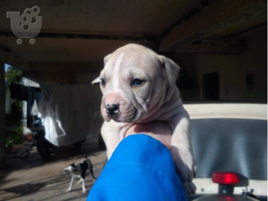 pitbull