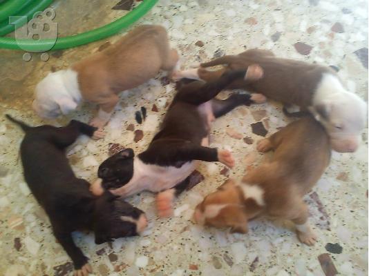 PoulaTo: ΠΩΛΟΥΝΤΑΙ ΚΟΥΤΑΒΙΑ PIT BULL RED NOSE