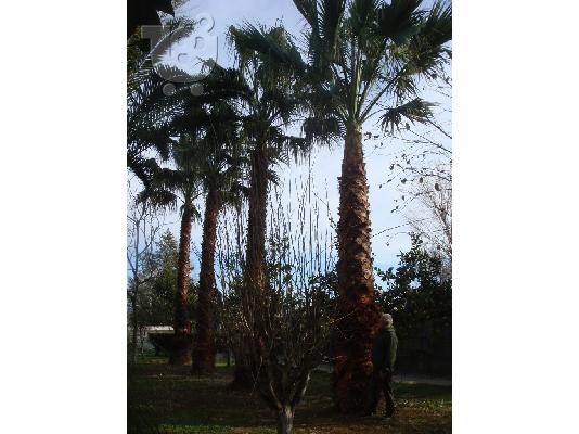 ΠΩΛΟΥΝΤΕ ΦΟΙΝΙΚΕΣ (PALM TREES) 12 ΧΡΟΝΩΝ 8 ΜΕΤΡΑ ΤΗΛ. 6940684900...