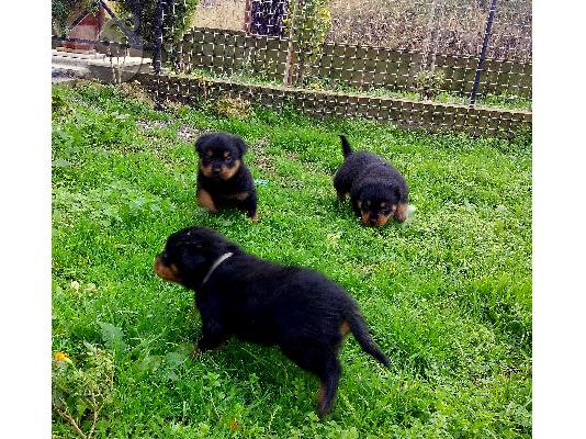Διαθεσιμα κουταβια rottweiler