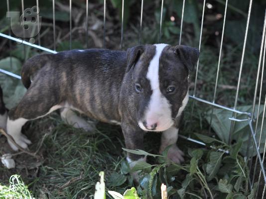 Αγγλικά Bull Terrier