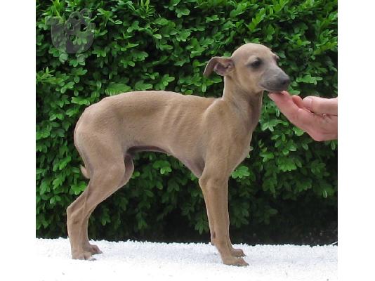 Arsenika skylakia me pedigree