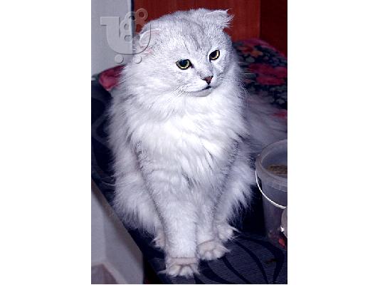 PoulaTo: Πολύ σπάνιο αρσενικό Scottish Fold