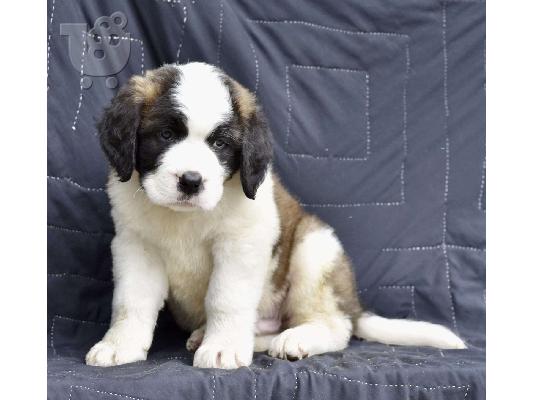 PoulaTo: Κουτάβια Saint Bernard