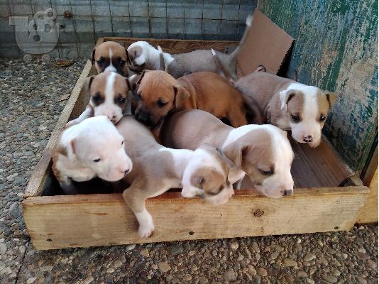 AMERICAN PIT BULL ΚΟΥΤΑΒΙΑ