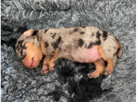 PoulaTo: AKC Dachshunds