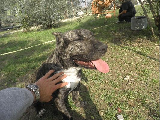 PoulaTo: pit mix bandog Πίτμπουλ