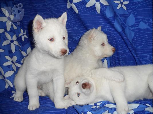 HUSKY SIBERIAN puppy  ΧΑΣΚΙ ΚΑΘΑΡΟΑΙΜΑ