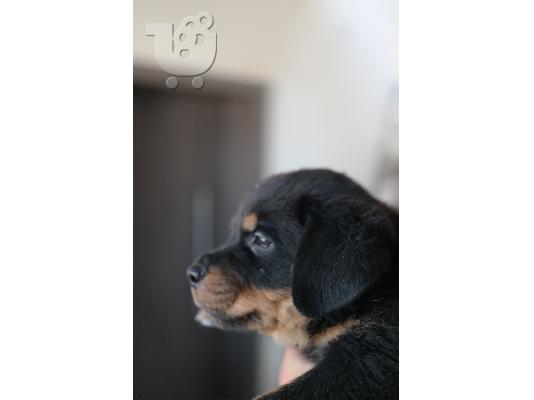 Rottweiler