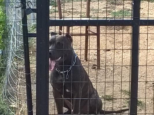 πωλείται american pitbull