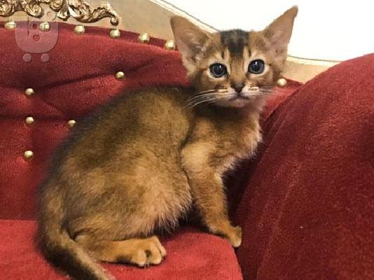υπέροχα Abyssinian Kittens