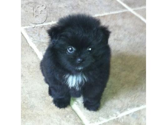 Φλυτζάνι τσαγιού Pomeranian κουτάβια για υιοθεσία