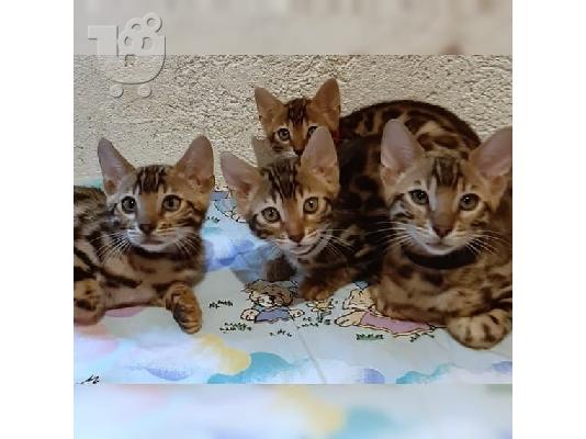 ΔΙΑΘΕΣΙΜΟ ΥΠΟΣΤΗΡΙΖΟΜΕΝΟ ΒΙΒΛΙΟ BENGAL